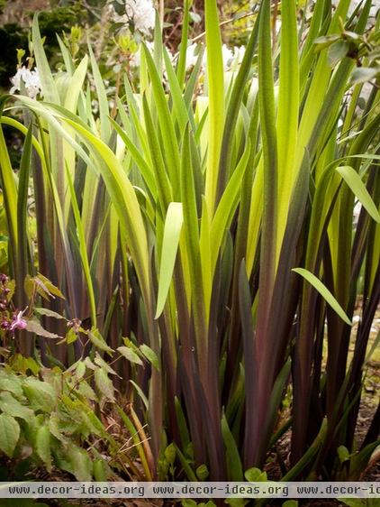 A Great Spring Plant Combo for Dappled Shade