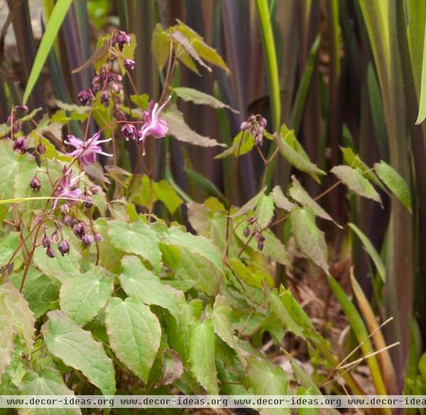 A Great Spring Plant Combo for Dappled Shade