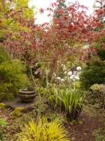 A Great Spring Plant Combo for Dappled Shade