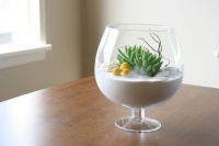 Guest Picks: The Art of the Terrarium