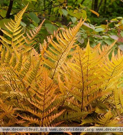 Great Design Plant: Autumn Fern Adds Color All Year