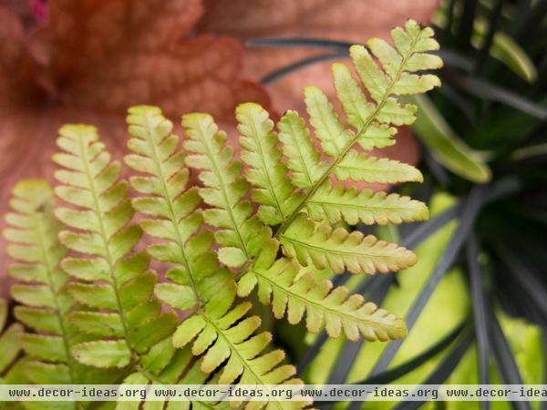 Great Design Plant: Autumn Fern Adds Color All Year