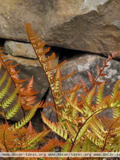 Great Design Plant: Autumn Fern Adds Color All Year