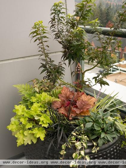 Great Design Plant: Autumn Fern Adds Color All Year