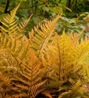 Great Design Plant: Autumn Fern Adds Color All Year