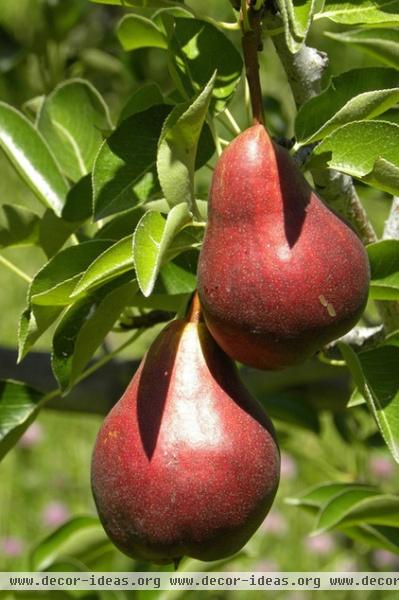 How to Grow Your Own European and Asian Pears