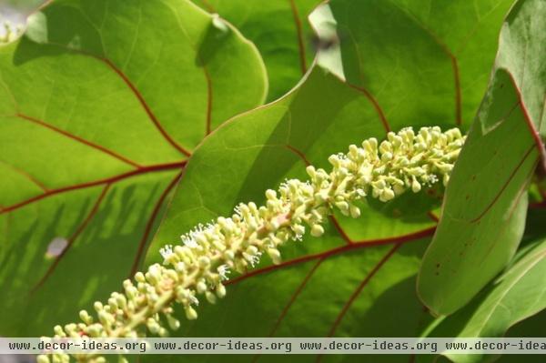 Great Design Plant: Sea Grape, a Hardy Coastal Delight