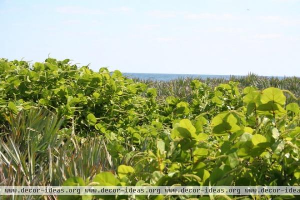 Great Design Plant: Sea Grape, a Hardy Coastal Delight