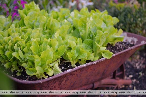 Cool-Season Vegetables: How to Grow Lettuce