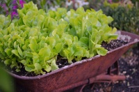 Cool-Season Vegetables: How to Grow Lettuce