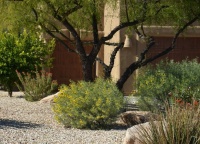 Great Design Plant: Feathery Cassia for Fragrance in Arid Gardens