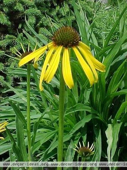 landscape by Missouri Botanical Garden