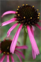 Get Coneflower Blooms All Summer Long