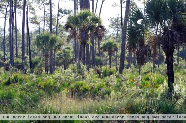 Great Design Plant: Sabal Palm