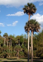 Great Design Plant: Sabal Palm Enchants in Balmy Sites