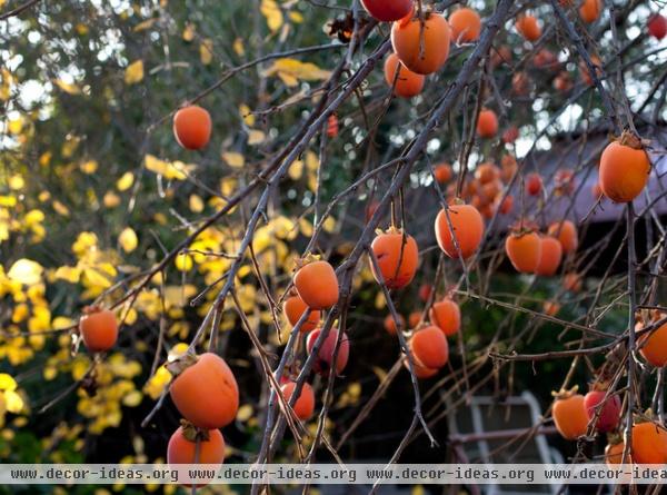 traditional landscape Persimmon Tree