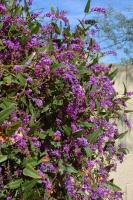 Great Design Plant: Lilac Vine for a Purple Profusion in Winter