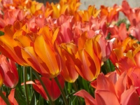 Easygoing Tulip Ideas From a Grand California Garden