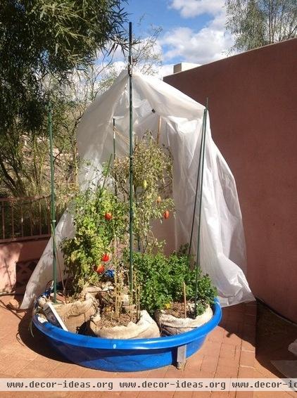 crazy places to grow vegetables.