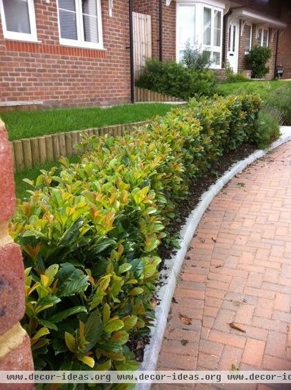 traditional landscape Stepover Hedging