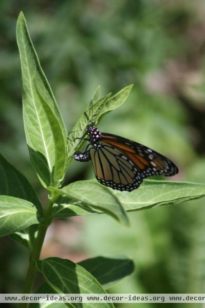 by Benjamin Vogt / Monarch Gardens