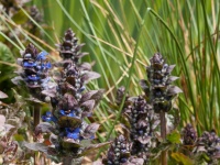 Great Design Plant: Bugle Weed, a Quick Ground Cover