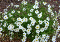 Great Design Plant: Blackfoot Daisy for Prettier Dry Ground