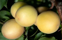 Grow Plum Hybrids for Your Favorite Fruit Flavors