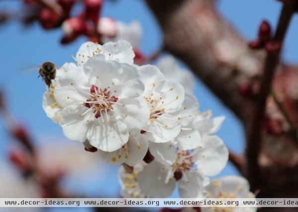 If you have room for only one fruit tree