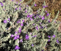 Great Design Plant: Try Blue Bells for Blooms in Dry Soil