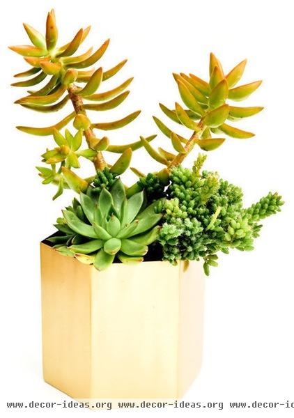 contemporary indoor pots and planters by LEIF