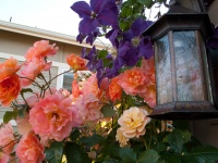 Great Garden Combo: Rose + Clematis for Small-Space Impact