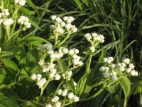 Great Native Plant: Grow Wild Quinine for Its Unique Clusters of Blooms