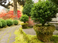 Evoke Mystery and History With Moss in the Garden