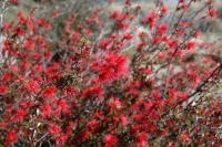 Great Design Plant: Baja Fairy Duster, a Scarlet Stunner