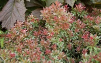 Great Design Plant: Little Heath Andromeda Brings 4-Season Color