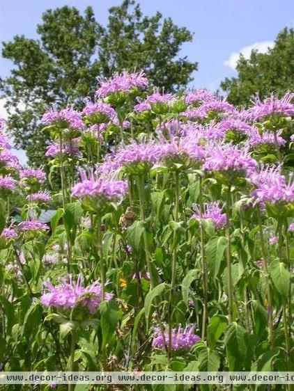 landscape by Missouri Botanical Garden