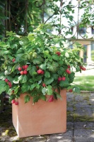 Patio-Perfect Berry Bushes Like You’ve Never Seen