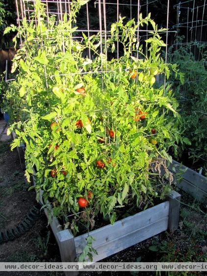 landscape Tomatoes in raised bed