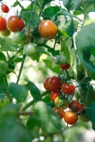 Summer Crops: How to Grow Tomatoes