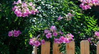 Great Design Plant: Pink Trumpet Vine Heralds Vibrant Color