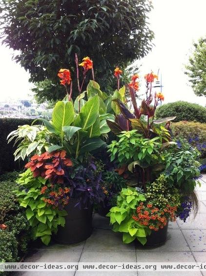 tropical landscape by Glenna Partridge Garden Design