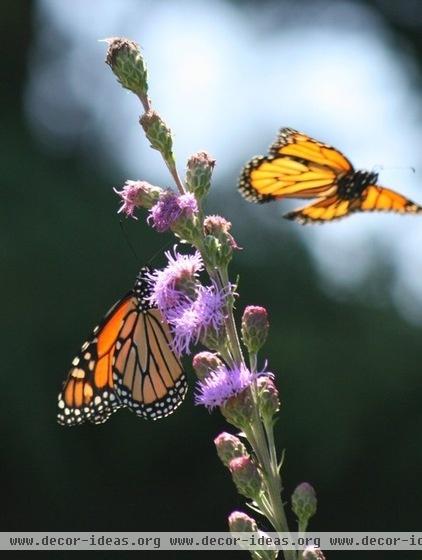 landscape by Benjamin Vogt / Monarch Gardens