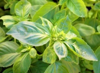 Herb Garden Essentials: How to Grow Basil