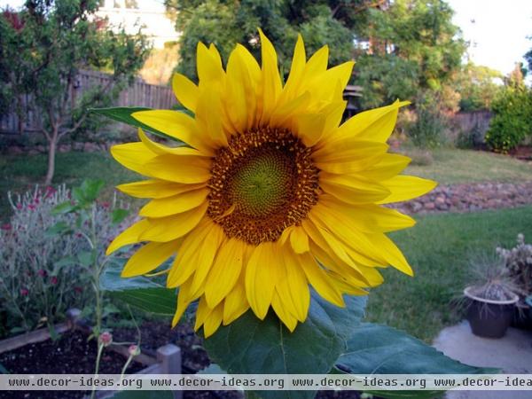 landscape Sunflower