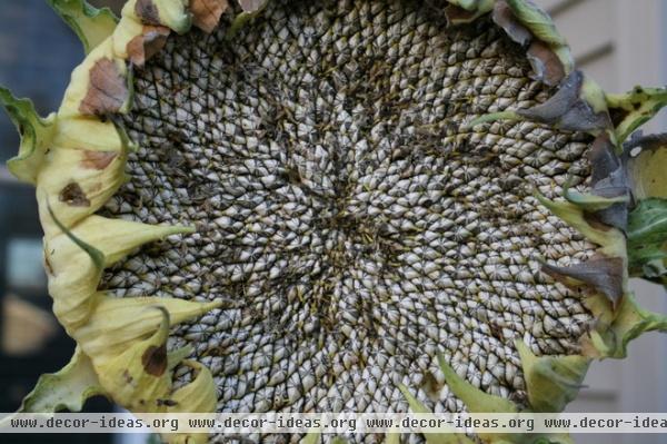 traditional landscape by Benjamin Vogt / Monarch Gardens