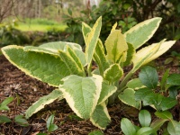 Great Design Plant: Axminster Gold Comfrey for Sun or Shade