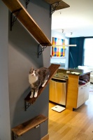 Upload of the Day: Catwalks Keep Pets Happy in a Candy-Colored Condo