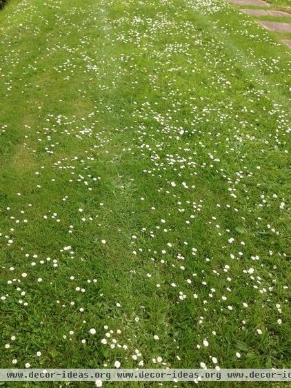 A Downsized Meadow Can Bring Benefits To The Smallest Garden