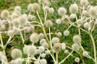 Great Native Plant: Rattlesnake Master for Unique Interest